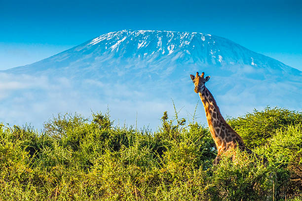 how to combine kilimanjaro, serengeti & zanzibar in one trip